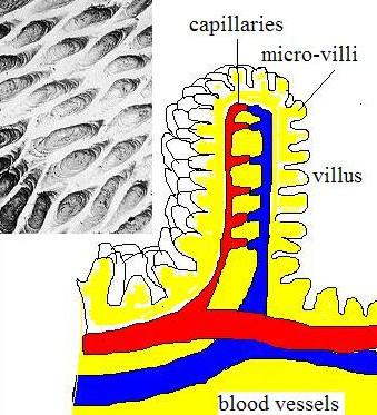ileum absorption continues The lining of the small intestine has finger like extensions called villi and the surface of each of these is lined with microvilli.