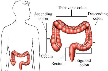 The Large Intestine > It is only about 1.5m long but it has a larger diameter than the small intestine. > The ileocaecal valve allows materials to enter from the small intestine.