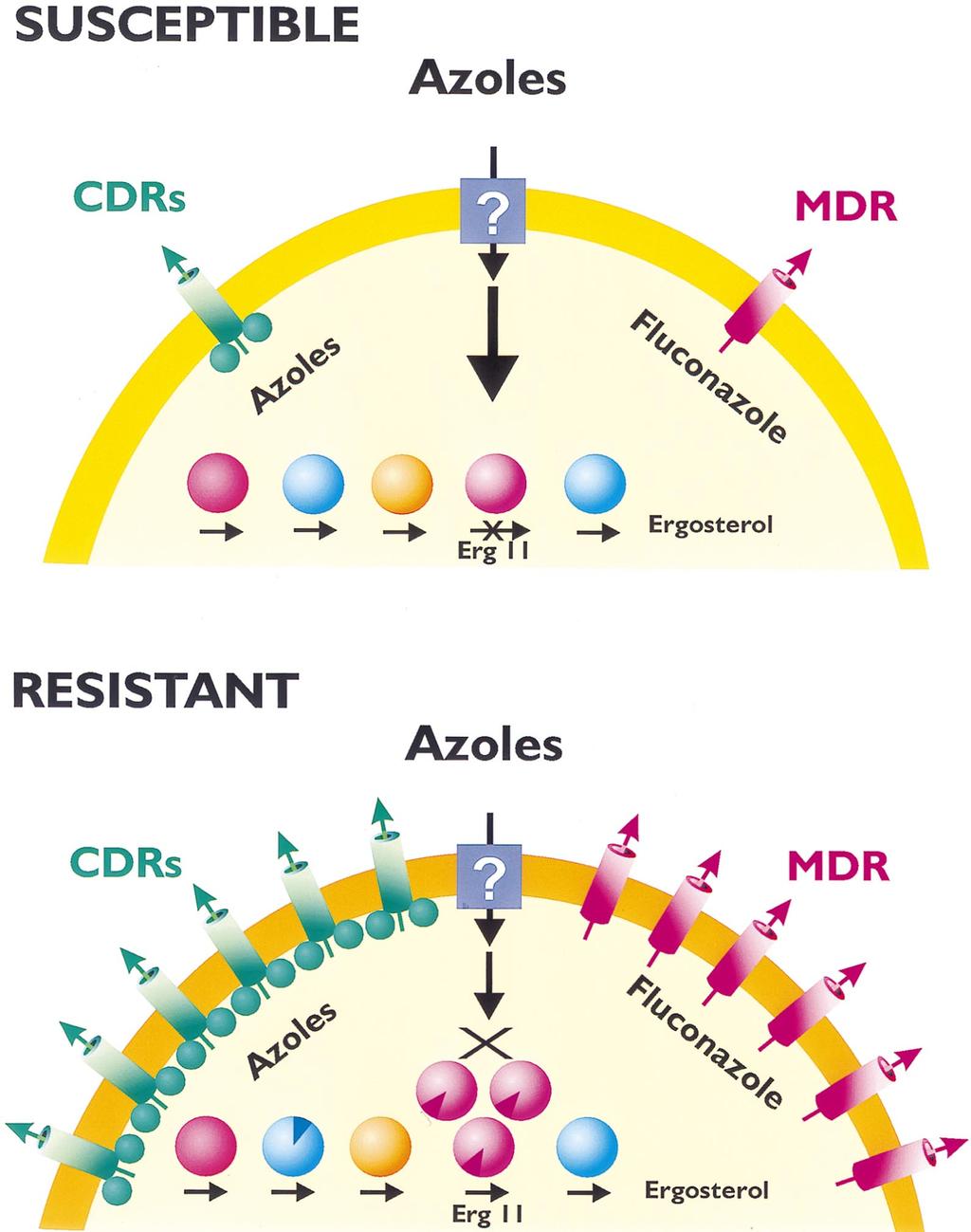 VOL. 11, 1998 ANTIFUNGAL DRUG RESISTANCE 395 Downloaded from http://cmr.asm.org/ FIG. 1. Molecular mechanisms of azole resistance.