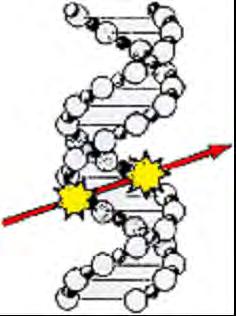 Radiation Interactions with Matter Produce free radicals Break chemical bonds Produce new bonds and crosslinks between