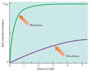 Enzyme Kinetics Michaelis Menten plots for two glucose metabolic