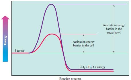 Molecular Accelerators In biological cells enzymes lower the activation energy and enable reactions to occur rapidly.