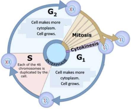 The Cell Cycle How One Cell Becomes Two Cells This figure shows how one cell becomes two daughter cells.