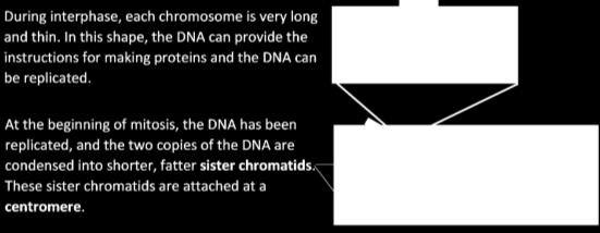 Label the sister chromatids and the centromere in one of the chromosomes. 8c.