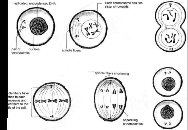 10. This figure shows six stages of cell division for a cell that has two pairs of chromosomes, but these stages are not shown in the correct sequence.