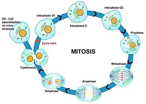 Interphase Most of the cell cycle consists of interphase, the time between cell divisions. Interphase can be divided into three stages: 1.