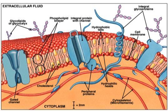 Cell Membranes Figure from: Martini, Anatomy & Physiology, Prentice Hall, 2001 4 A Transmembrane Protein Figure from: