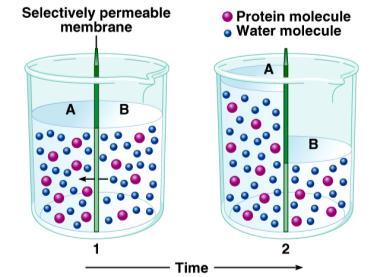 Osmosis movement of water (solvent) through a selectively permeable membrane from regions of higher water concentration to regions of lower water