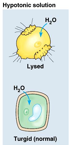 1 Managing water balance Hypotonic a cell in fresh water high concentration of water around cell problem: cell gains water, swells & can burst example: