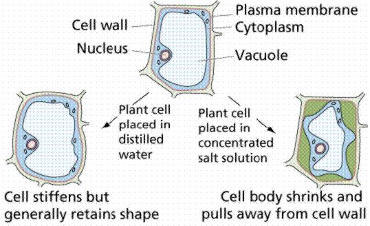 Water relations and Cell shape in blood cells Water