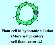 Types of Osmotic Solutions