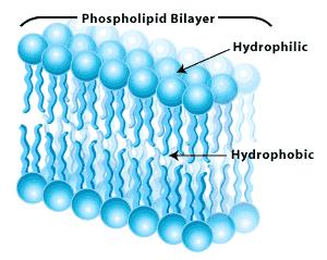 cell. This is created by the phospholipid bilayer and