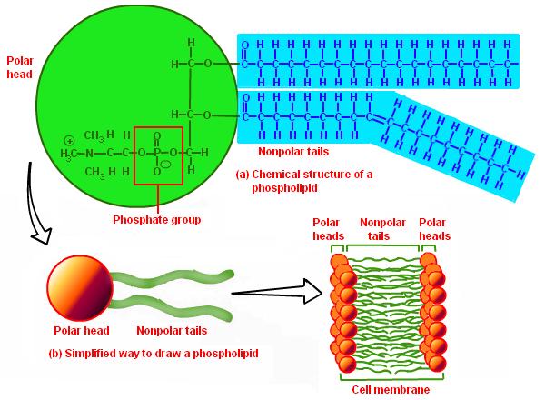 Cell Membrane Phospholipids: Heads Glycerol + phosphate Polar (charged) Hydrophilic water-loving Tails Fatty acid chains Non-polar (neutral) Hydrophobic water-fearing Arranged tail