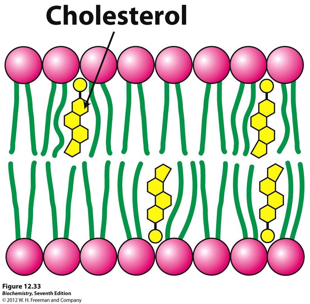 Cell Membrane Cholesterol: A type of lipid embedded within the phospholipid bilayer Prevents fatty acid tails from sticking to each other or