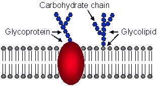 Cell Membrane Carbohydrate Chains: Attached to the surface of the cell membrane Two kinds Glycoproteins Carbohydrate chains attached to proteins Serve as identification tags; allows