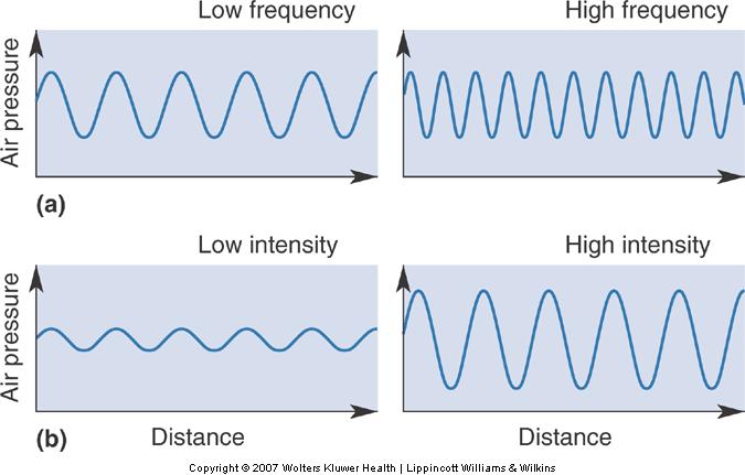 SPECIAL SENSES: THE AUDITORY SYSTEM REVISION OF PHYSICS: WAVES A wave is an oscillation of power, sound waves have two main characteristics: amplitude, which is the maximum displacement or the power