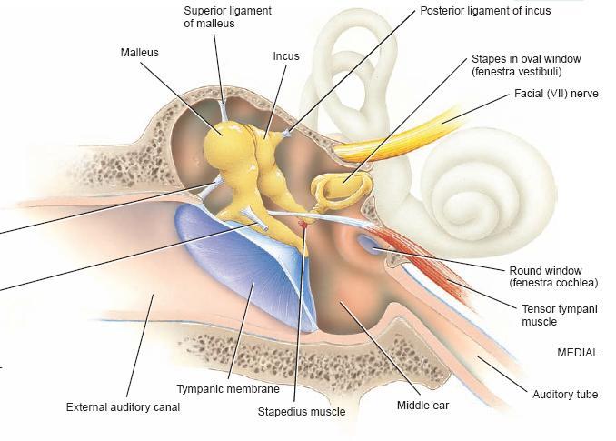 Those three bones are fixed in their place by ligaments in a way to allow a lever system because the vibration of sounds will arrive by air vibration and when going to the cochlea, since the cochlea