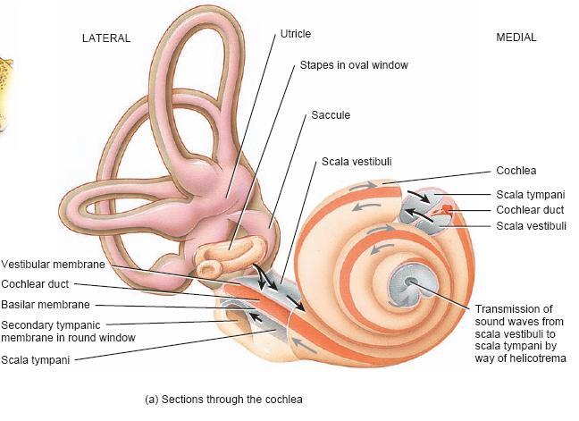 There is another tube located in the center of the space inside the cochlea forming a canal, called cochlear duct. It divides the compartment of the cochlea into two compartments: upper and lower.