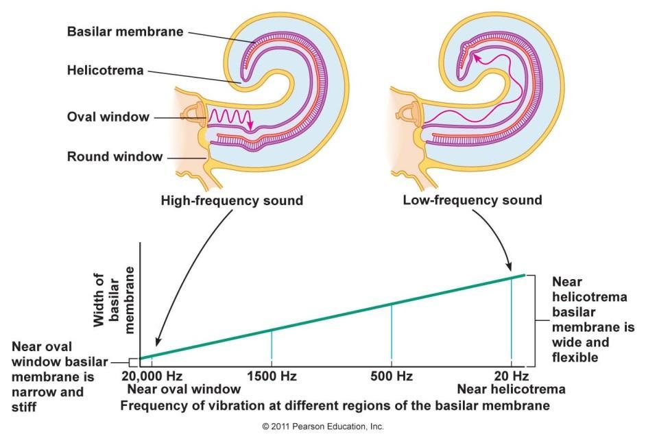 lower is elastic and is called basilar membrane which is one part of the organ of Corti where neuronal receptors are found, their function is to receive the vibrations and are called hair cells,
