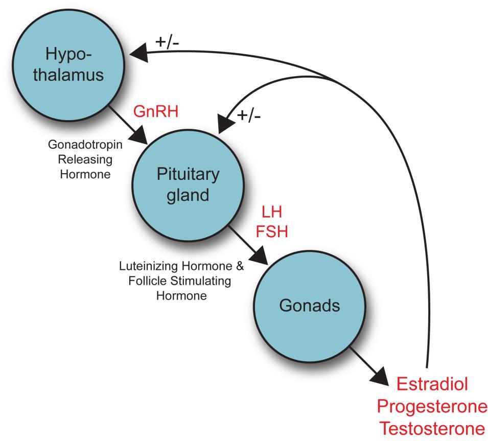 Figure 1- The hypothalamic-pituitary-gonadal (HPG) axis Gonadotropin-releasing hormone (GnRH) is released in a pulsatile manner from GnRH neurons residing in the hypothalamus into the hypophyseal