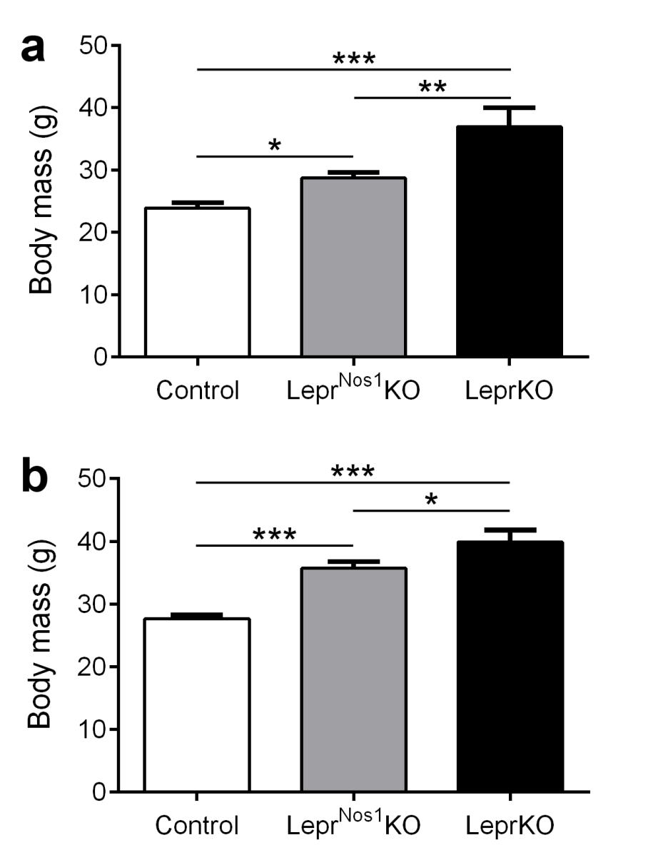 Figure 4 - Body mass is increased in both female and male Lepr Nos1 KO mice Body mass of (a) female (n = 9-18) and (b) male (n =