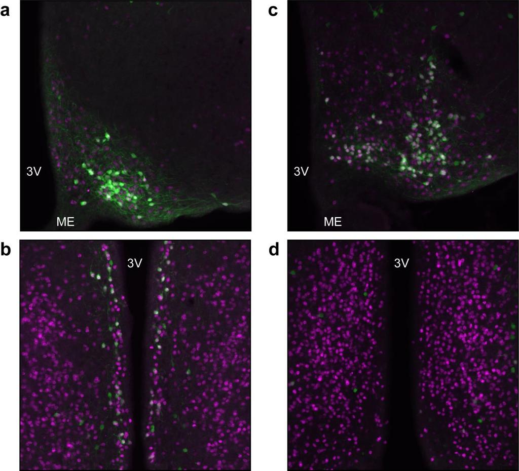 Figure 9 Co-expression of ERα and eyfp in Tac2 eyfp and Kiss1 eyfp female mice eyfp and ERα immunoreactivity (pseudocolored green and purple respectively) in the (a) ARC and the (b) PeN of a Kiss1