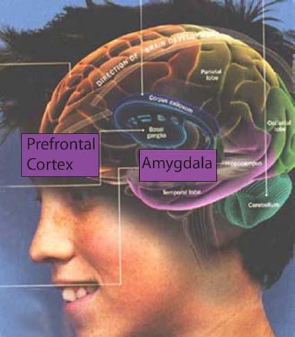 What s different about the teen brain? Adolescent behavior can be partially explained by the development of the brain.