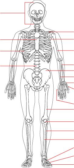 The Skeletal System Section 36-1 Skull Axial Skeleton Sternum Clavicle Scapula Appendicular Skeleton Ribs Humerus