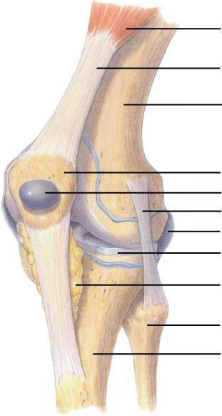 Figure 36-5 Knee Joint Section 36-1 Muscle Tendon Femur