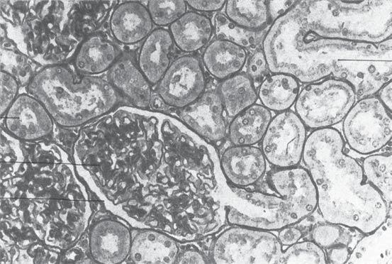 4. The micrographs are of kidney as seen using a light microscope.