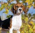 Used for hunting, hounds can be dignified and aloof, but make trustworthy companions Basset Hound Lifetime costs: 19610.76 Annual costs: 2207.