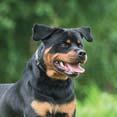 Typically larger dog breeds that take part in active, physical work Bernese Mountain Dog