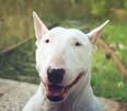 43 Hip dysplasia, skin, eye, kneecaps slipping Staffordshire Bull Terrier Lifetime costs: