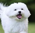Small with friendly and loving personalities, these make great lap dogs Bichon frise Lifetime costs: 16016.