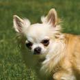 Chihuahua (smooth coat) Lifetime costs: 14597.76 Annual costs: 1615.36 Purchase price: 703 Feeding costs: 82.