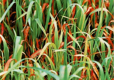 Spring Oats Grain Yield, Test Wt.