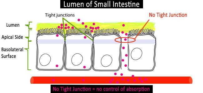 The gi-mmune system A single layer of intelligent cells separates the GI lumen and the circulatory system