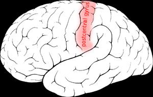 Cingulate Cortex (PCC), lateral and medial temporal lobes and posterior inferior