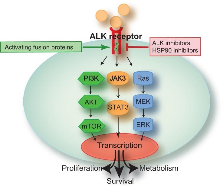 ALK Rearrangements ALK (Anaplastic Lymphoma Kinase) encodes a receptor tyrosine kinase ALK fusions are seen in anaplastic large-cell lymphoma, inflammatory myofibroblastic tumors, thyroid carcinomas,