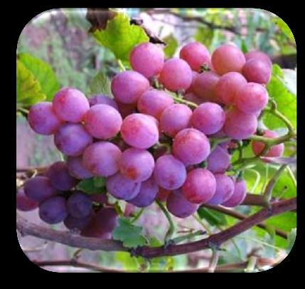 purple-grape-juice or red grape extract causes improvement