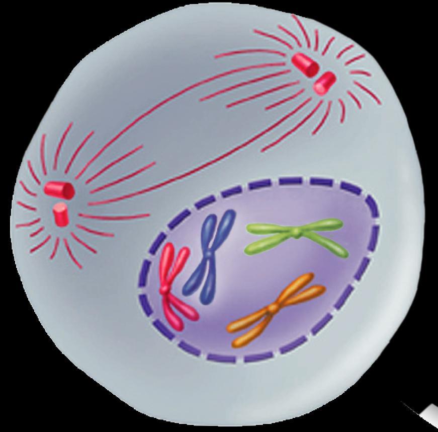 Mitosis Chromatin condenses into chromosomes. The centrioles separate and a spindle begins to form.