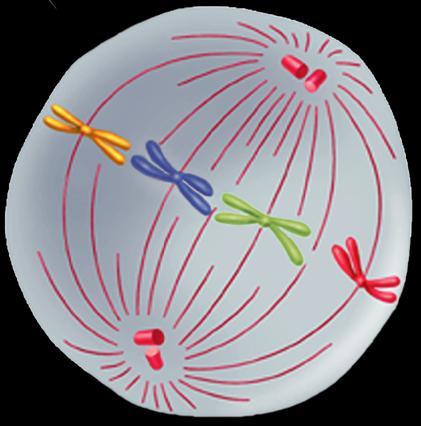 Mitosis Metaphase The second phase of mitosis is metaphase.