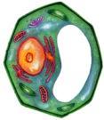 PLANT CELL No visible centriole or aster Daughter cells separated by cell