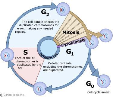 Cell Cycle Cells spend most of their time in G 1 : it