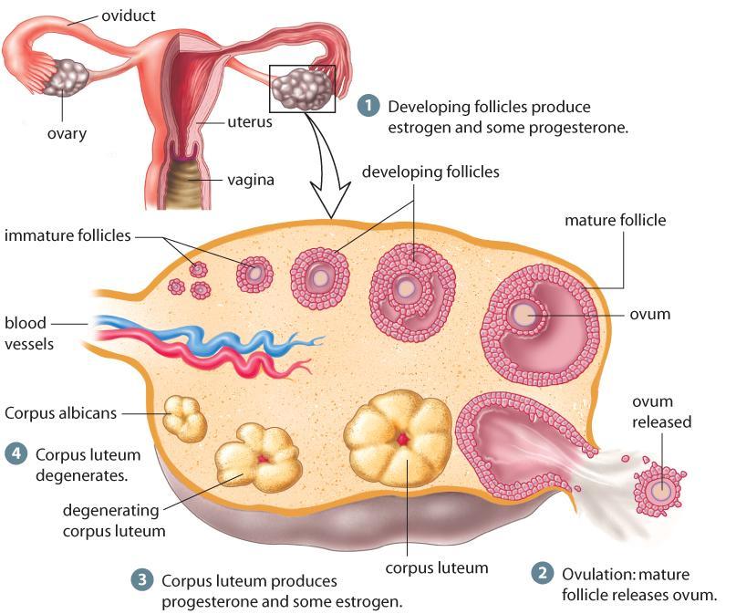 The Ovarian Cycle Each follicle contains a single, immature egg At birth, a female has about 2 million follicles at puberty only