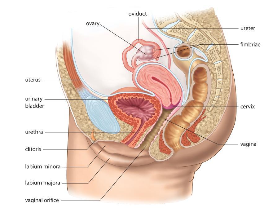 Female Reproductive System includes a pair of gonads (ovaries) produce only a limited number of reproductive cells (ova)