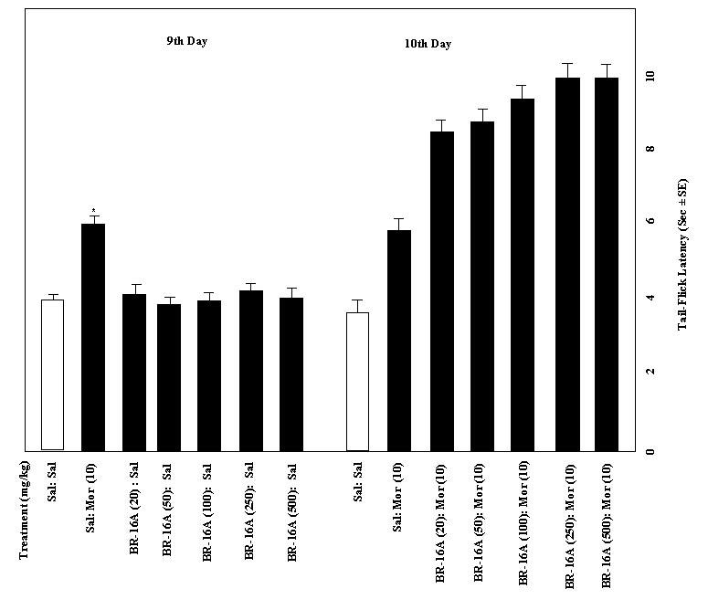 Fig. 4: Effect of various doses of Mentat on analgesic response in saline and morphine-treated mice on days 9 and 10 testing, respectively. *p<0.
