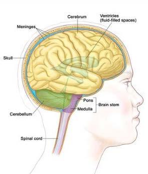 Central Nervous System tumors CNS tumors generally start in the brain and can spread to the spinal cord through cerebrospinal fluid (CSF) Leptomeningeal disease is when the tumor invades the pia and