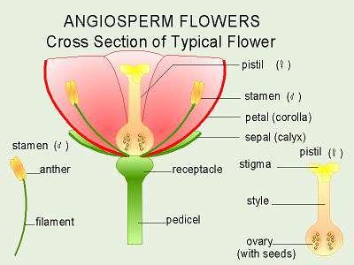 Angiosperms -