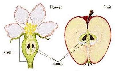 Flowers developed,